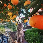 Tenuta Le Tre Querce 3*