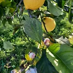 Tenuta Le Tre Querce