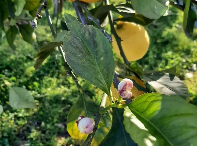 Tenuta Le Tre Querce